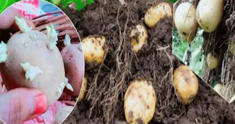 grow-potatoes-easily