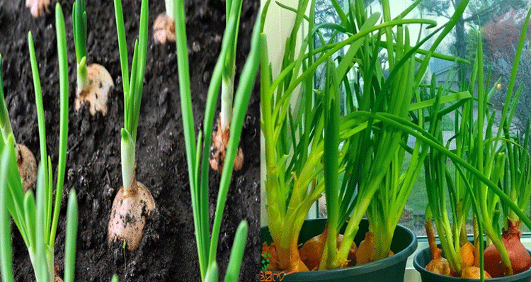 onion-cultivation-at-home