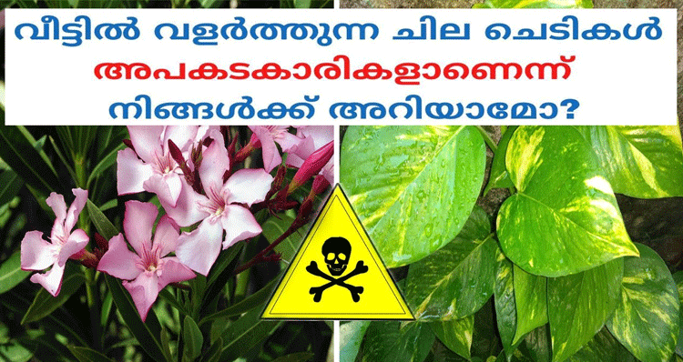 top-10-poisonous-plants