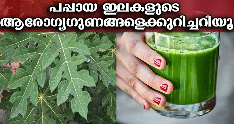 benefits-of-papaya-leaf-juice