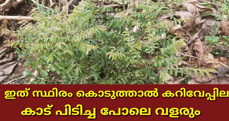 increase-curry-leaves-growth