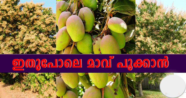 mango-more-in-tree
