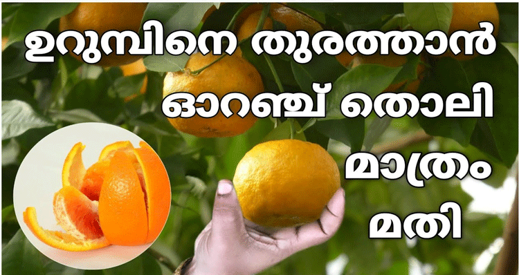 orange-peel-pesticide