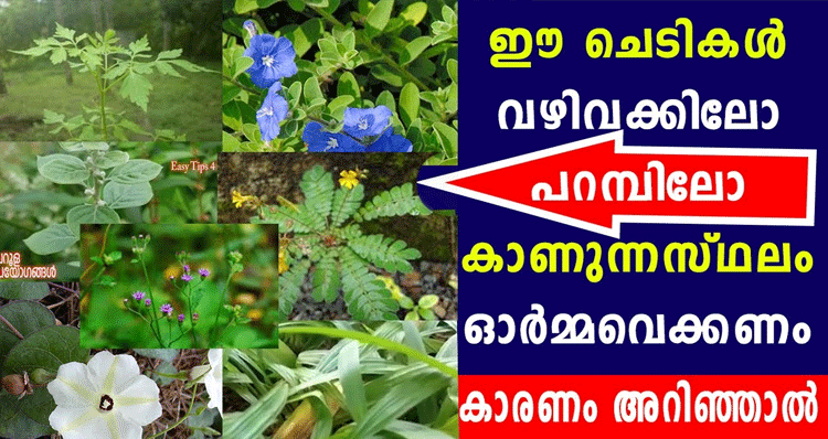 ten-sacred-flowers-of-Kerala