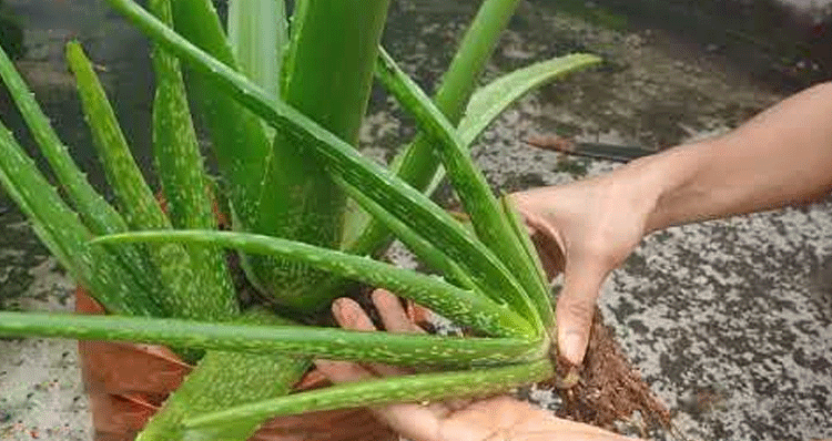 Aloe-vera-at-home