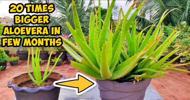 Tips-to-Grow-Aloe-Vera
