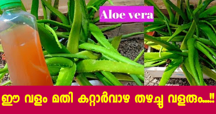 best-fertilizer-for-aloe-vera-plant