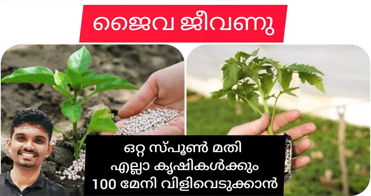 bio-fertilizer-for-growth