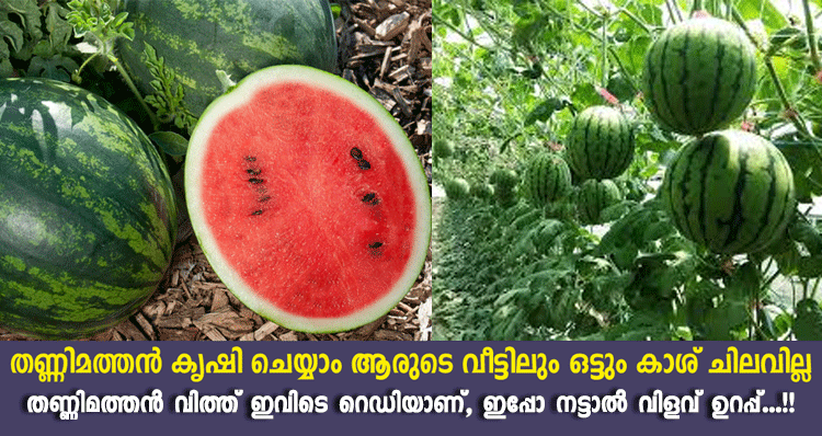 watermelon-farming