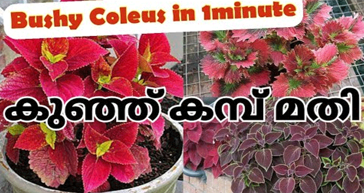 Coleus-Plant-bushy