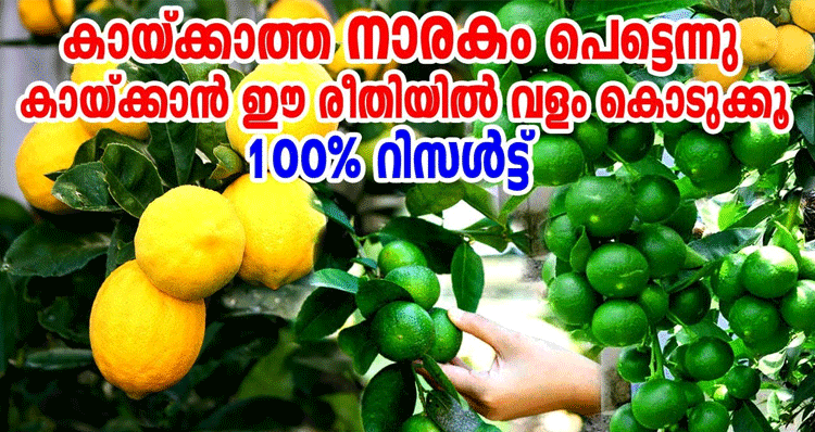 Fertilizer-For-Lemon-Plants