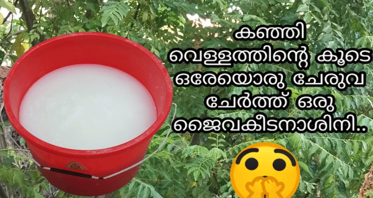 Pesticide-Using-Rice-Water