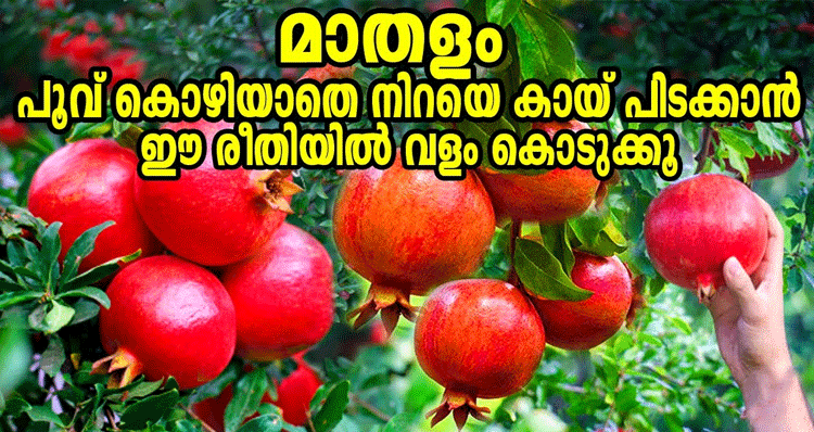 Pomegranate-Cultivation