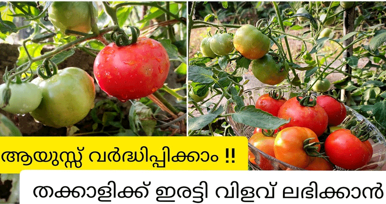 Tomato-cultivation-special-tips