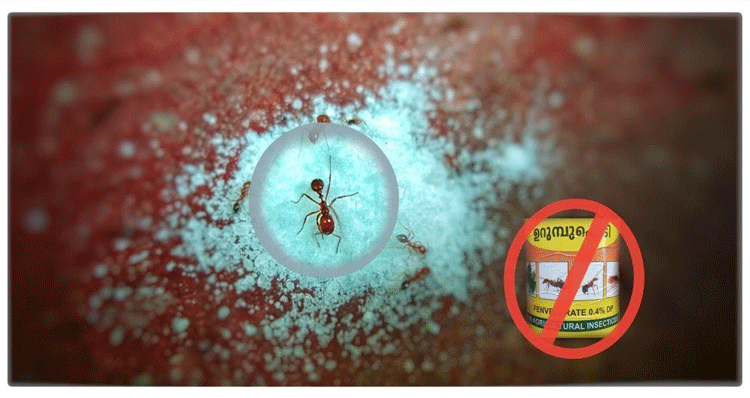 get-rid-of-Ants