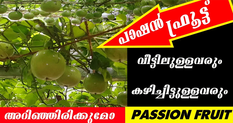 more-about-passion-fruit