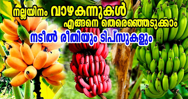 Banana-Plants-Cultivation