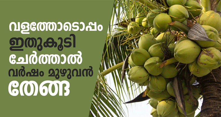 Coconut-Cultivation-Tips