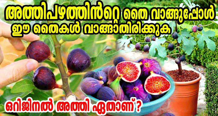 Fig-Plants-Cultivation