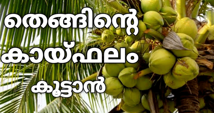 coconut-cultivation-easy-tips