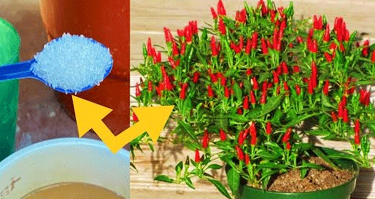grow-chilli-plants-faster