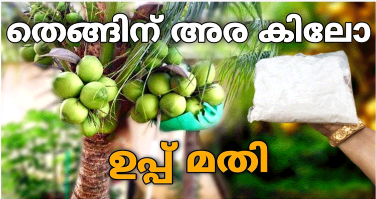 grow-coconut-tips