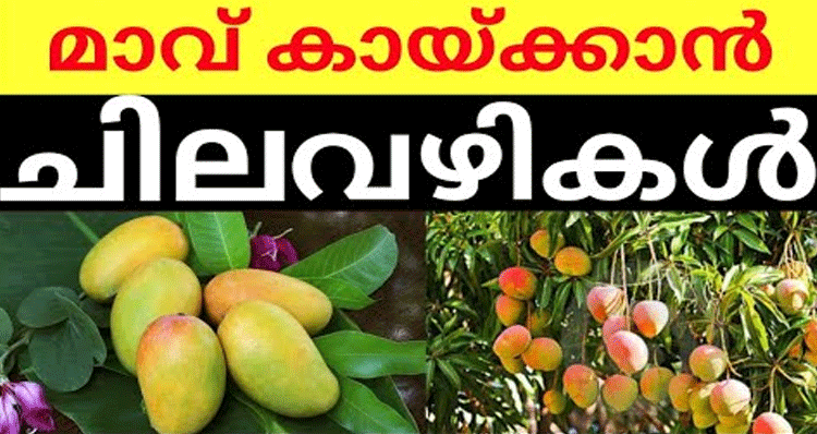 increase-mango-production
