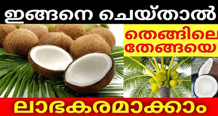 increase-profit-of-coconut