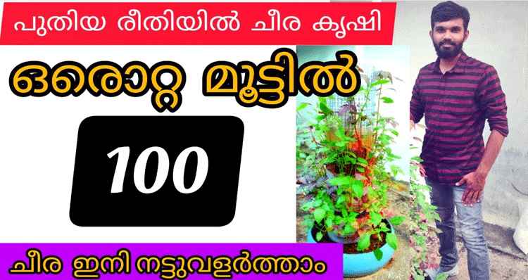 special-spinach-cultivation