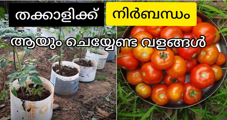 tomato-cultivation-fertilizer