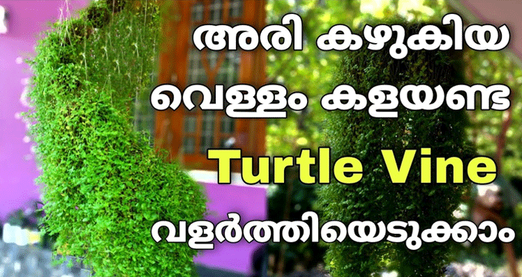 turtle-vine