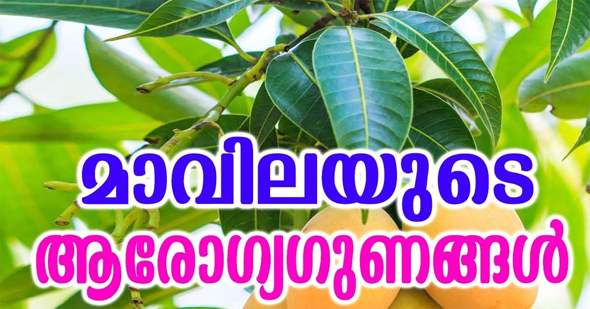 Medicinal Qualities Of Mango Leaves
