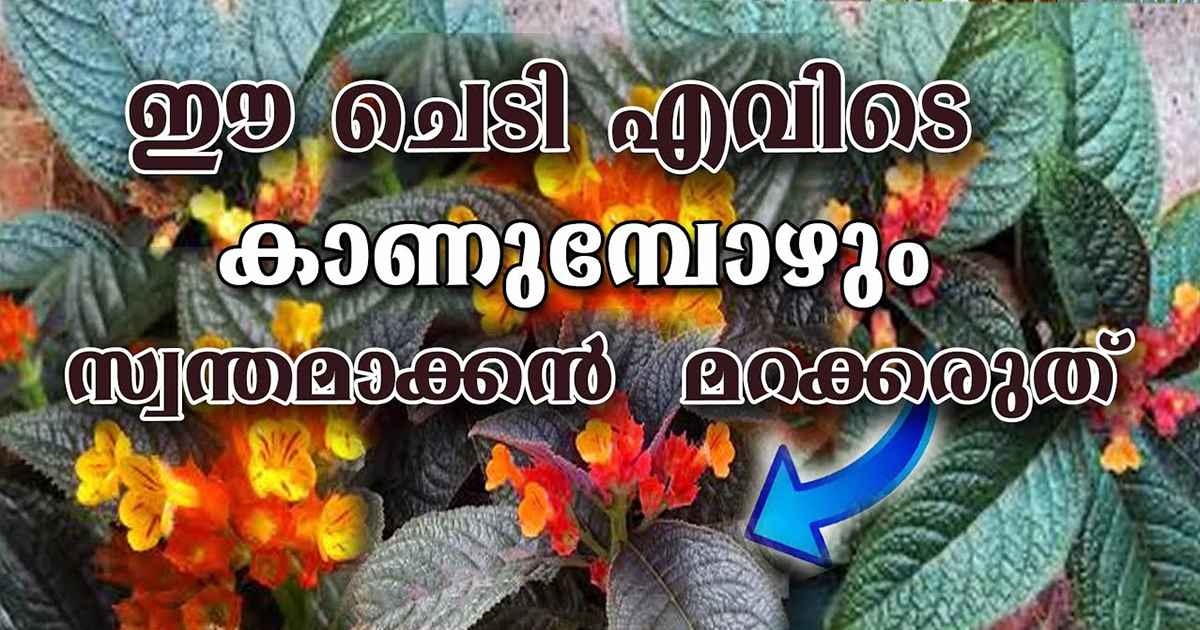Sunset Bells Plant Care Malayalam