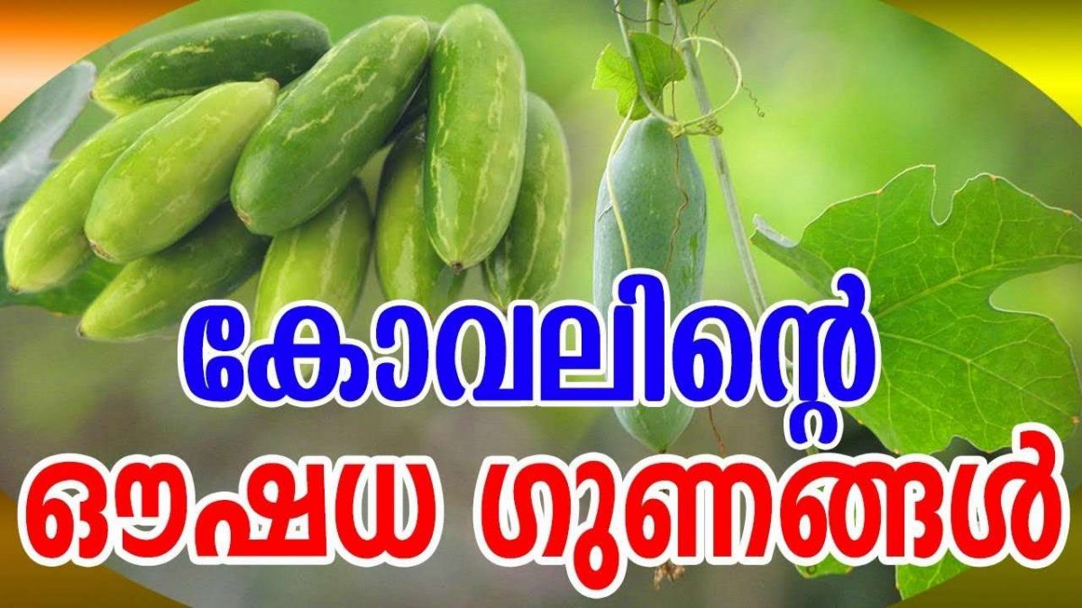 Nutritional Benefits Of Ivy Guard News Malayalam