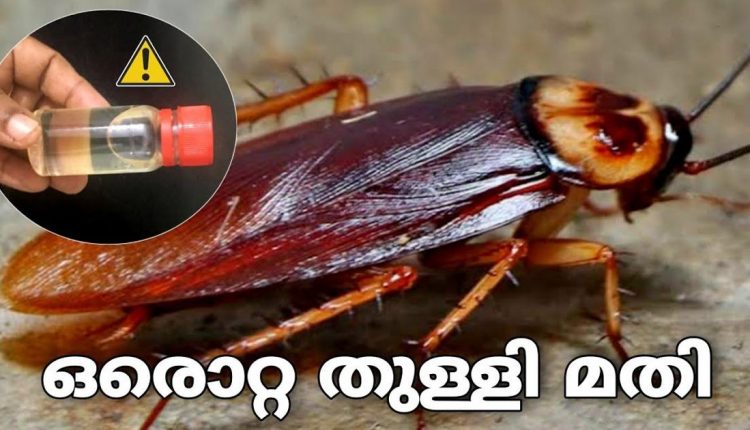 Get Rid Of Cockroaches And Flies Easly Tips Malayalam