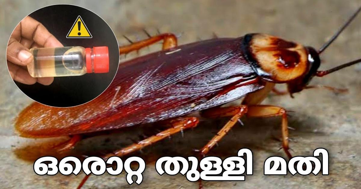 Get Rid Of Cockroaches And Flies Easly Tips Malayalam