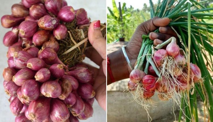 Onion Cultivation Tips Malayalam