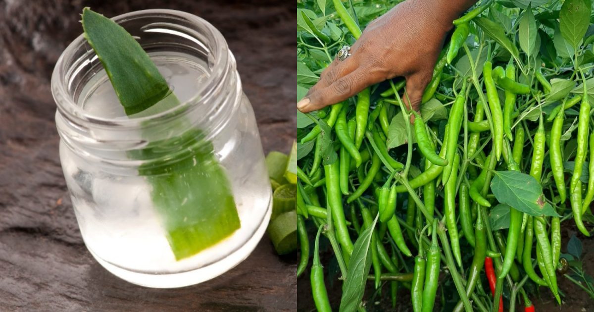 Chilli Cultivation Tips Using Kattarvazha