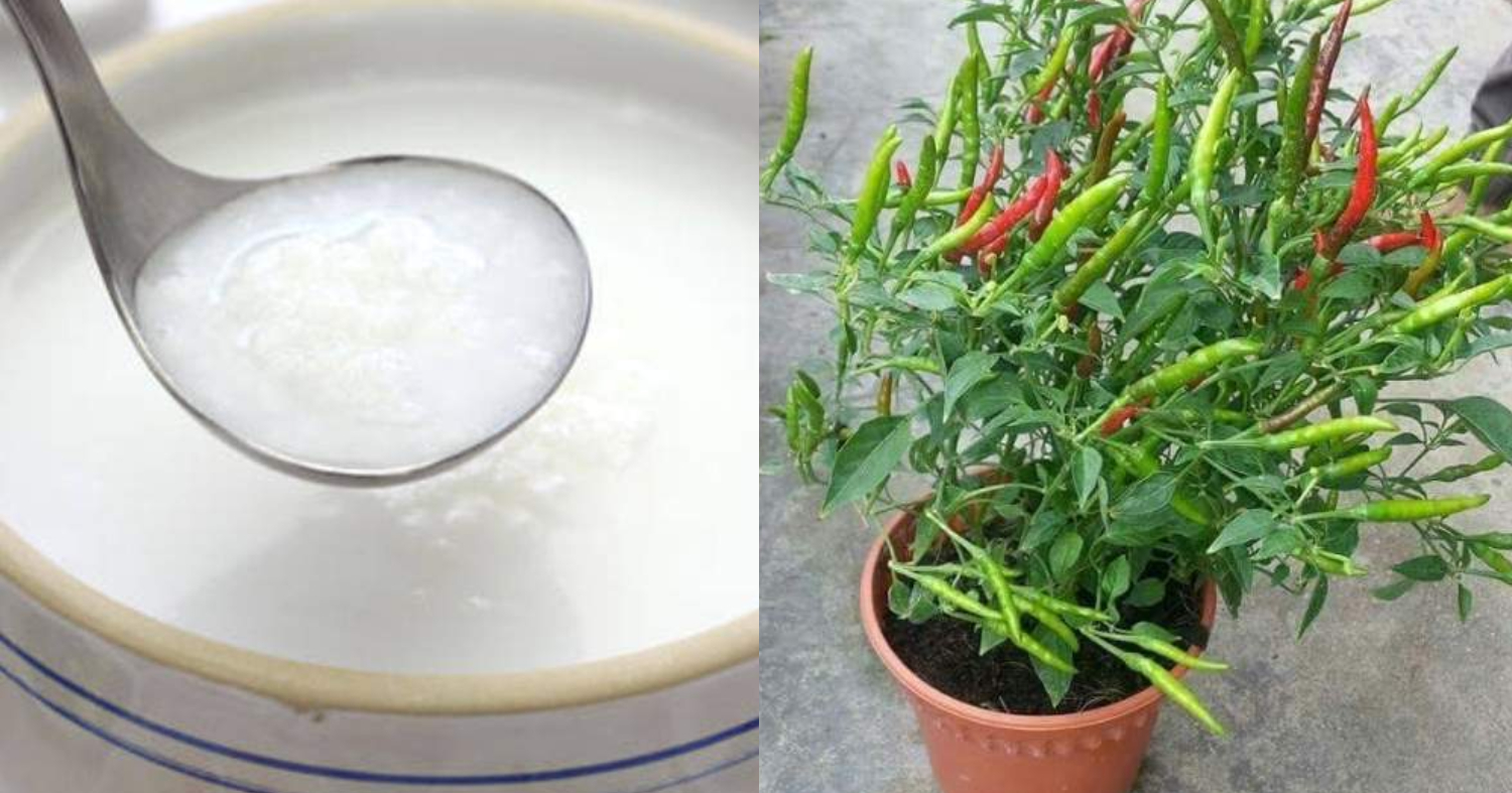 Chilly Cultivation Using Porridge Water