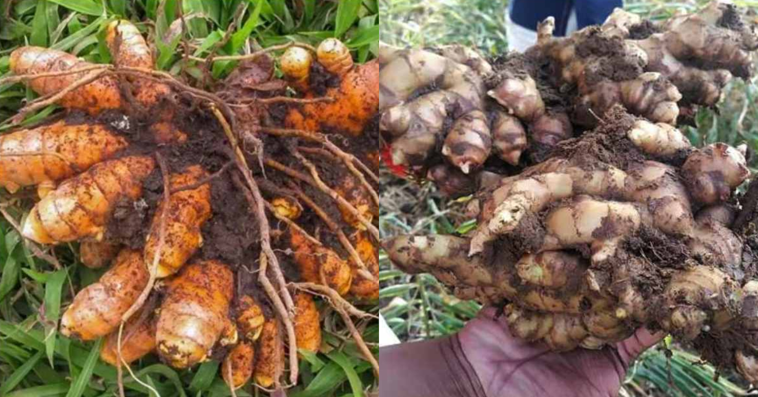 Ginger Turmeric Cultivation Tips