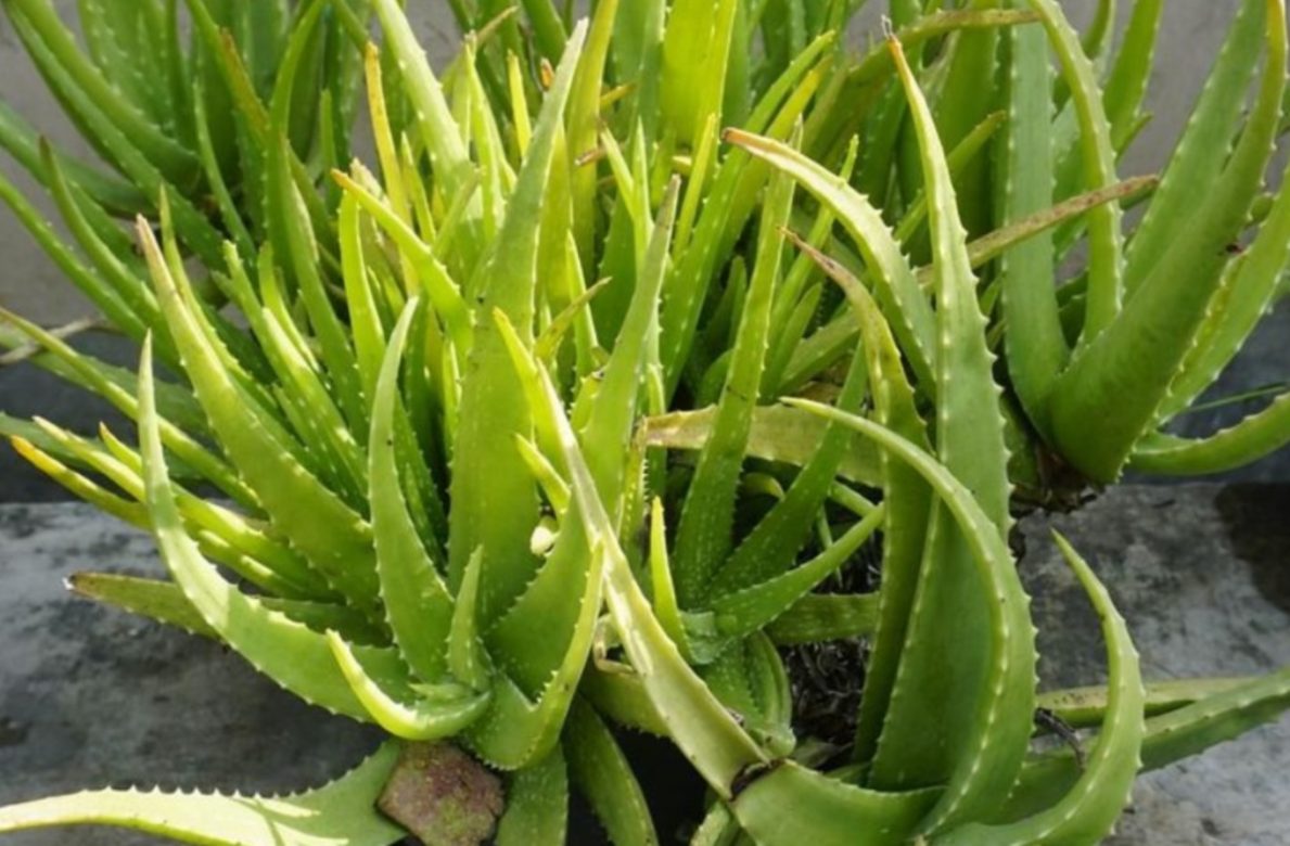 Aloe Vera Cultivation Tips
