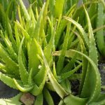 Aloe Vera Cultivation Tips