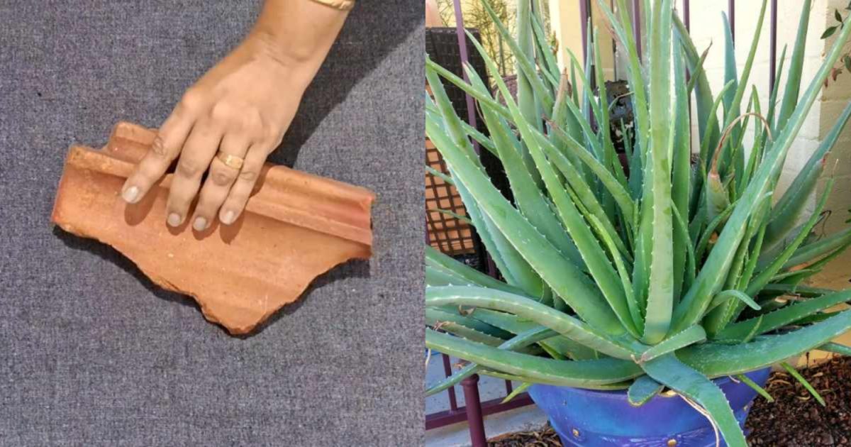 Aloe Vera Cultivation Using Clay Tile