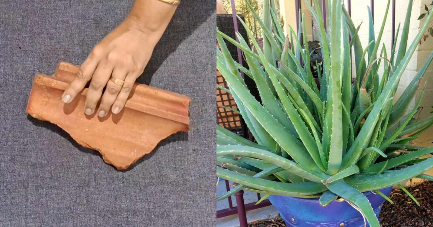 Aloe Vera Cultivation Using Clay Tile