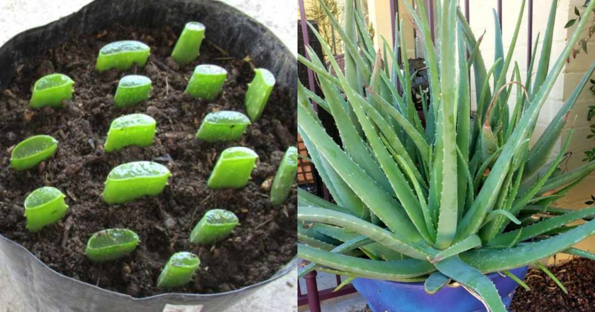 Aloe Vera Farming Tips
