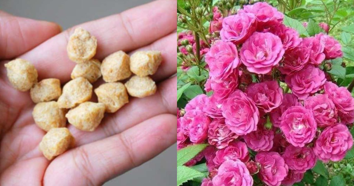 Best Agriculture Trick For Rose Flower