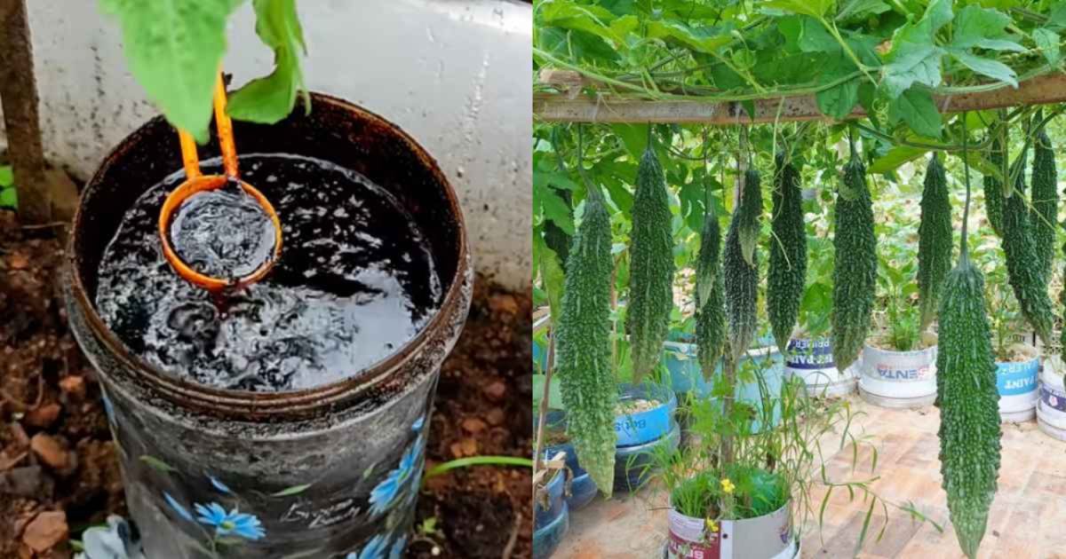 Best Organic Fertilizer