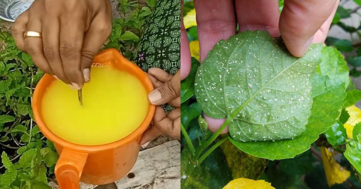 Best Pesticide For Whiteflies And Mealybug