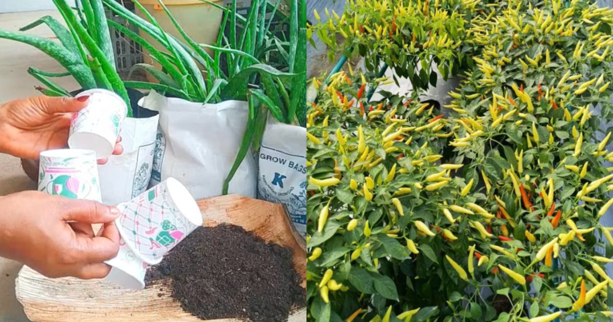 Chilli Cultivation Tips Using Paper Glass