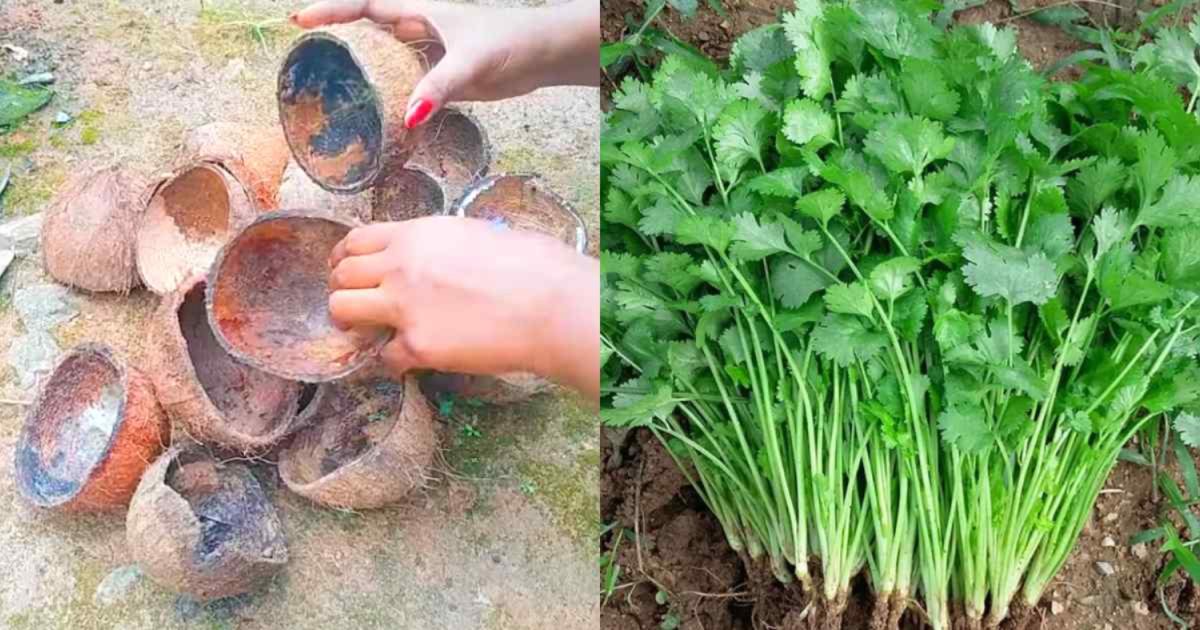 Coconut Shell Tip For Coriander Cultivation Using